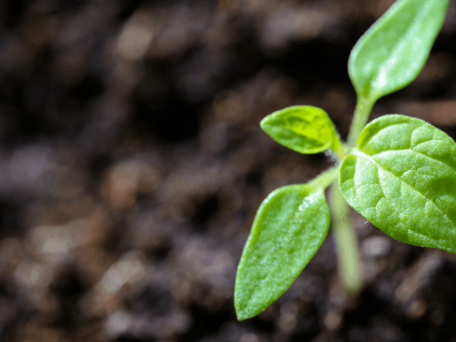 CANVA photo lux dév agri durable Découvrez les dernières décisions en faveur de nos entreprises